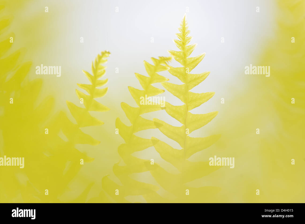 Misty yellow fern leaves in close up, Sweden, Europe Stock Photo