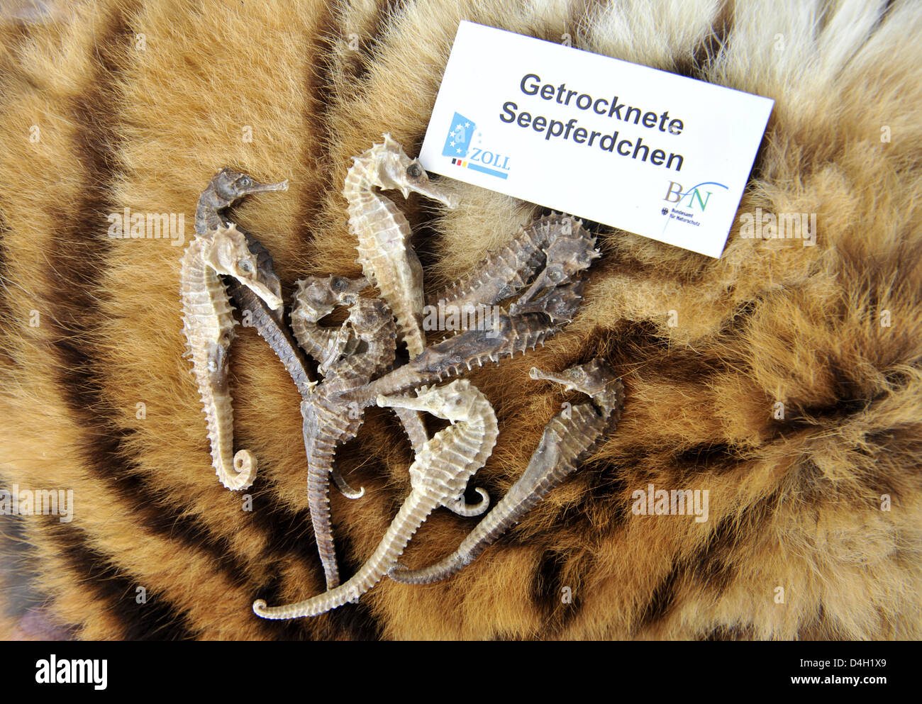Dissected seahorses captured on a tiger fur at German customs at Franz Josef Strauss airport in Munich, Germany, 11 Juyl 2008. The customs authority presented seized animals and plant of which up to 1,500 are smuggled into Germany per year. Photo: Peter Kneffel Stock Photo