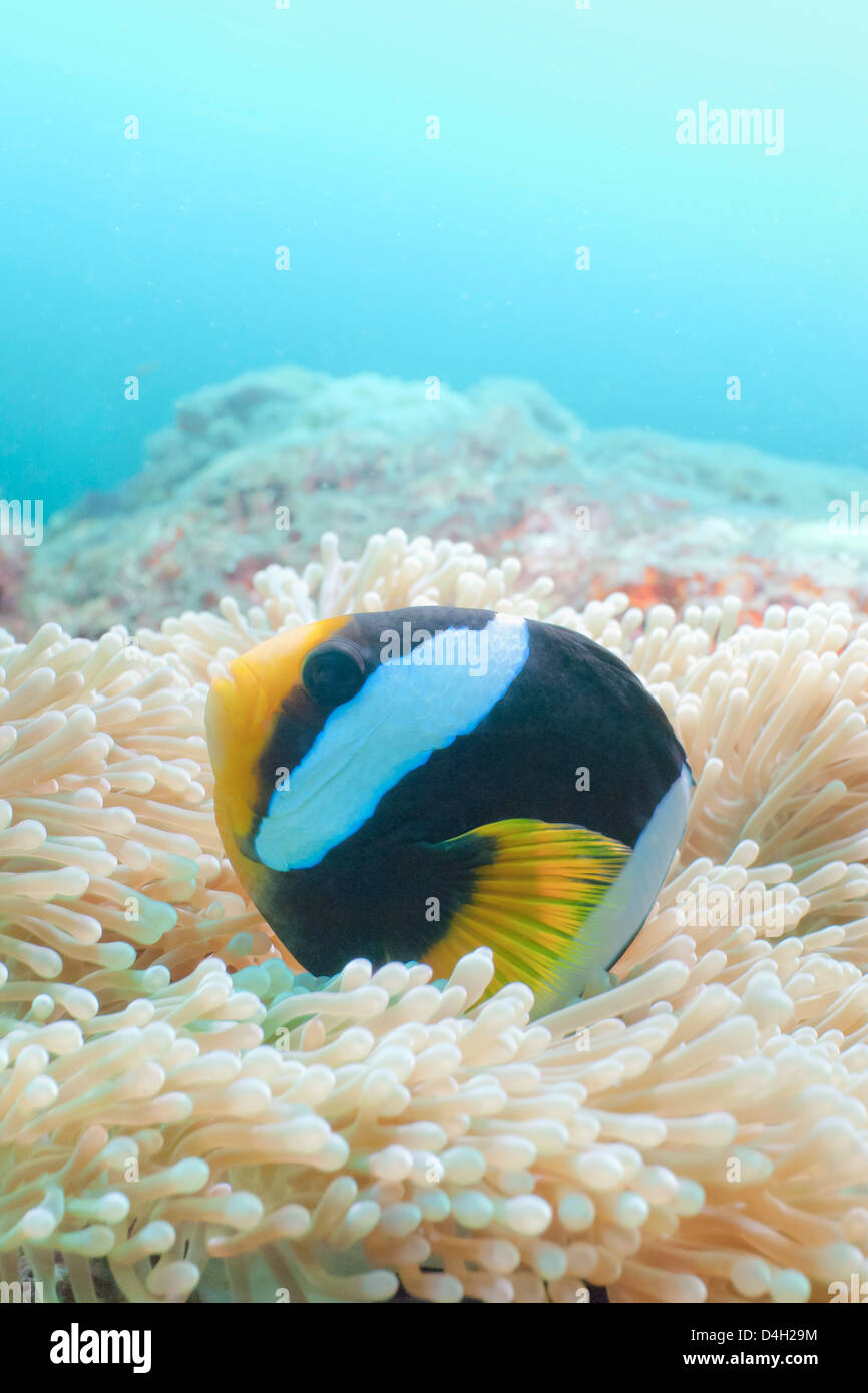 Clark's Anemonefish (Amphiprion clarkii,) Southern Thailand, Andaman Sea, Indian Ocean Stock Photo