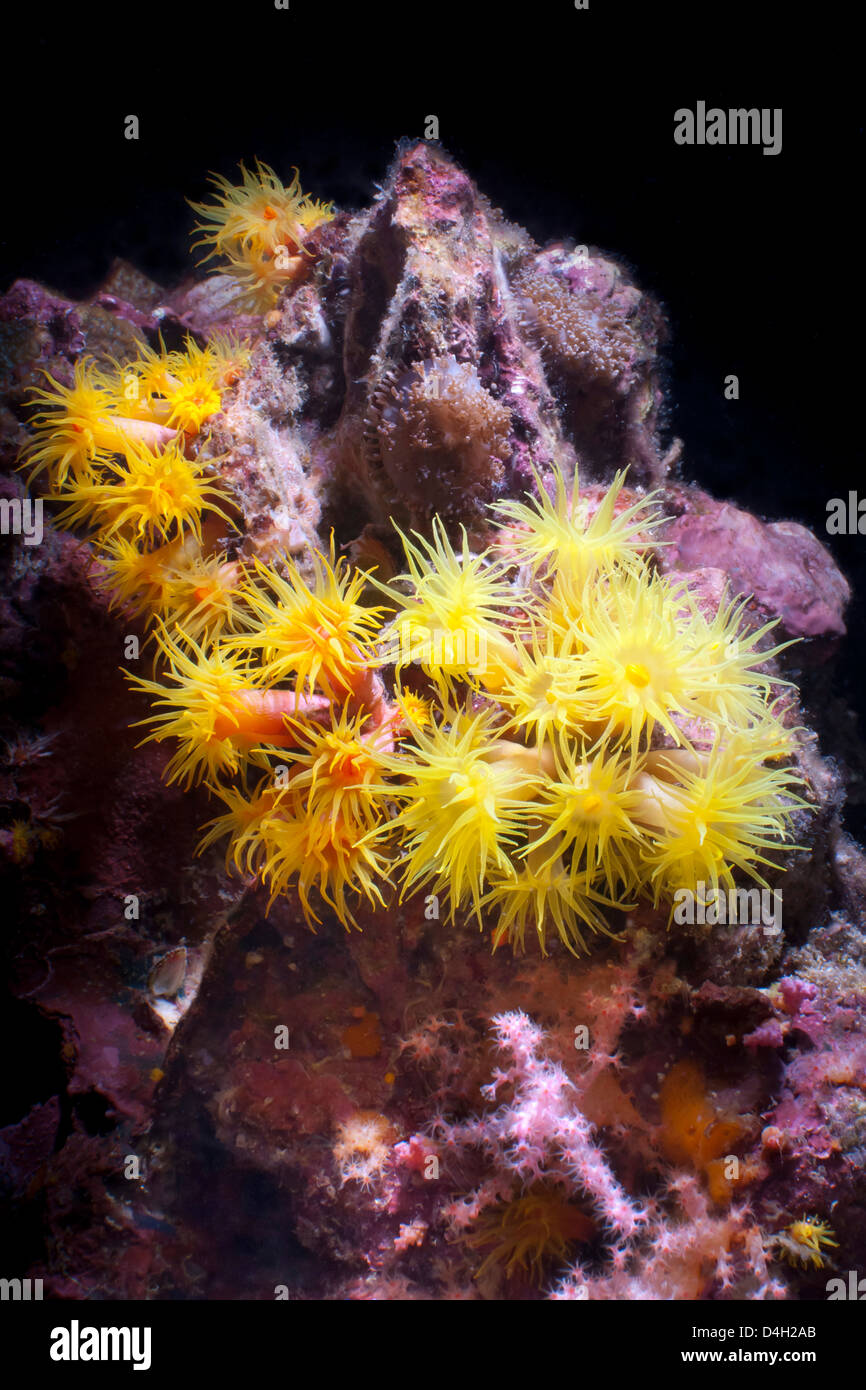 Yellow (Tubastrea faulkneri) coral polyps, Southern Thailand, Andaman Sea, Indian Ocean Stock Photo