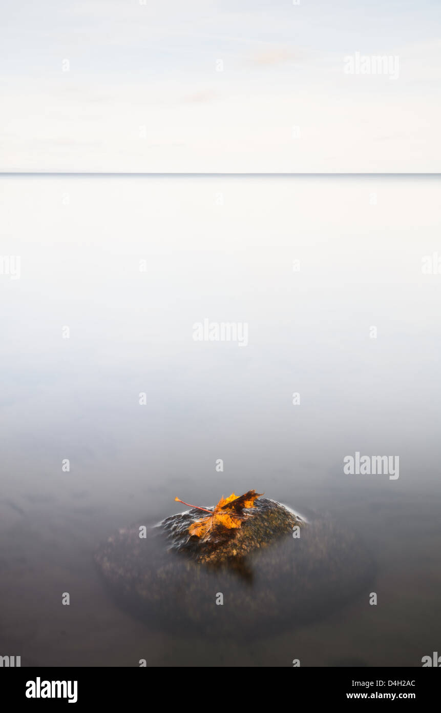 Leaf on rock in lake, Jönköping, Småland, Sweden, Europe Stock Photo