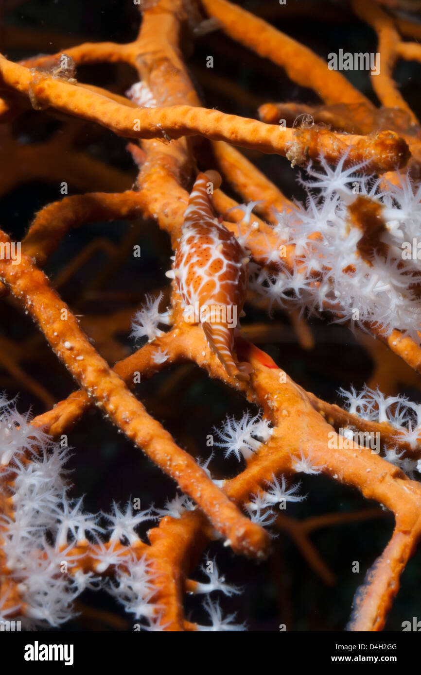 Allied cowry (Phenacovolva gracilis), Southern Thailand, Andaman Sea, Indian Ocean Stock Photo