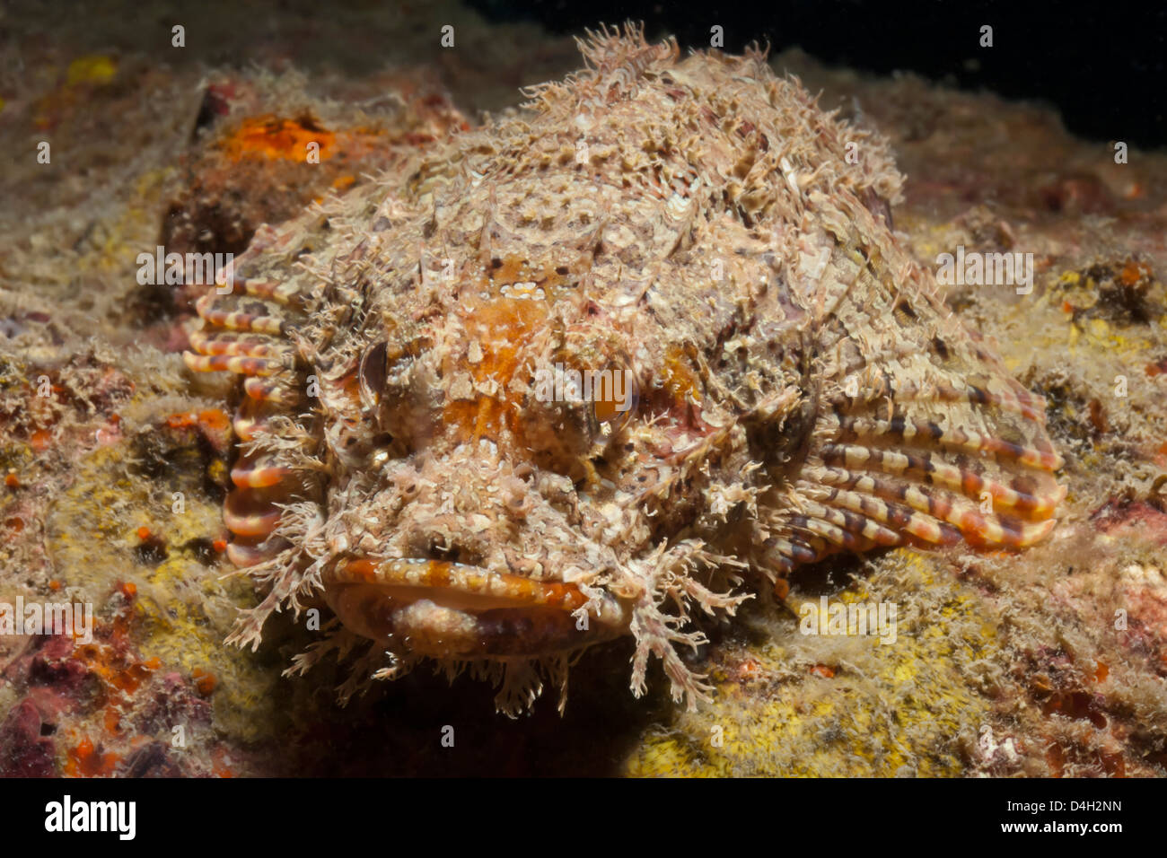 Scorpionfish (Scorpaenopsis), Southern Thailand, Andaman Sea, Indian Ocean, Southeast Asia Stock Photo