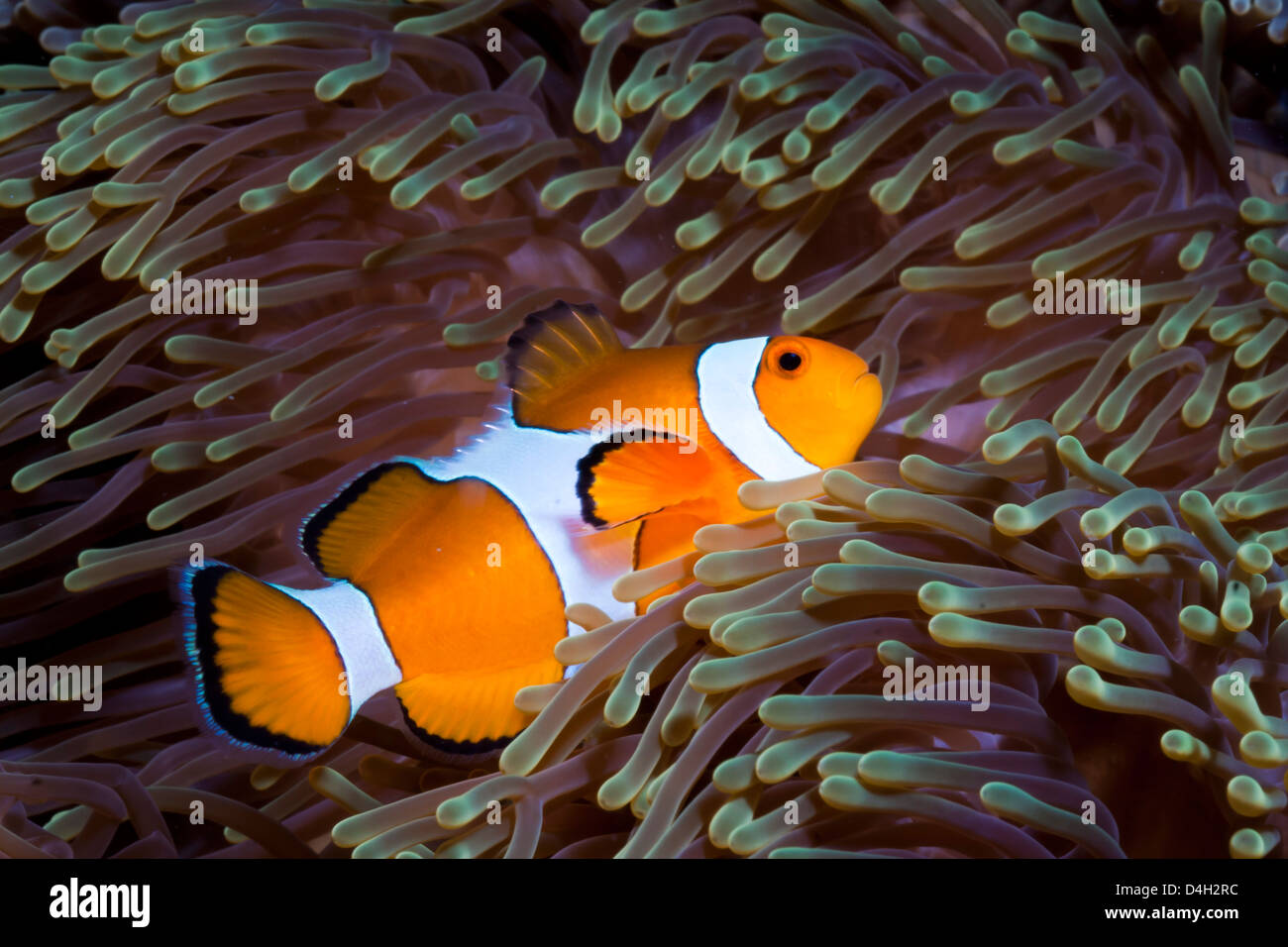 Western clown anemonefish and sea anemone (Heteractis magnifica), Southern Thailand, Andaman Sea, Indian Ocean, Southeast Asia Stock Photo
