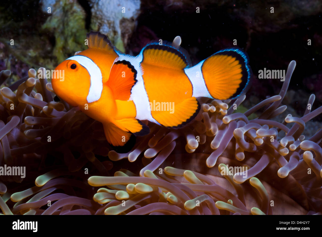 Western clown anemonefish and sea anemone (Heteractis magnifica), Southern Thailand, Andaman Sea, Indian Ocean, Southeast Asia Stock Photo