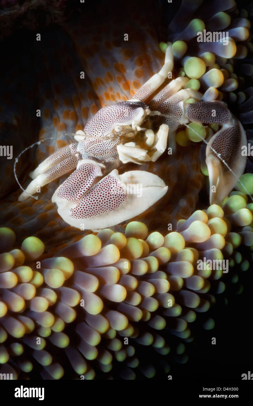 Porcelain crab (Neopetrolisthes oshimai), Southern Thailand, Andaman Sea, Indian Ocean, Southeast Asia Stock Photo