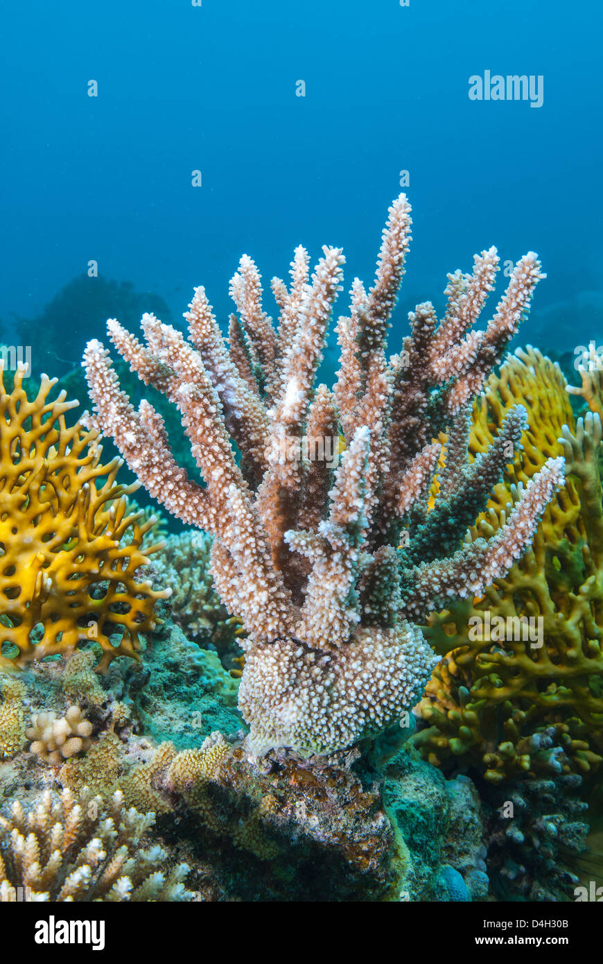 Close-up of staghorn coral, Ras Mohammed National Park, off Sharm el Sheikh, Sinai, Egypt, Red Sea, Egypt, North Africa Stock Photo