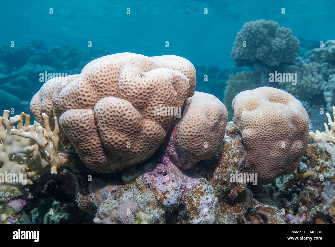 Close-up of brain coral, Ras Mohammed National Park, off Sharm el Sheikh, Sinai, Egypt, Red Sea, Egypt, North Africa Stock Photo