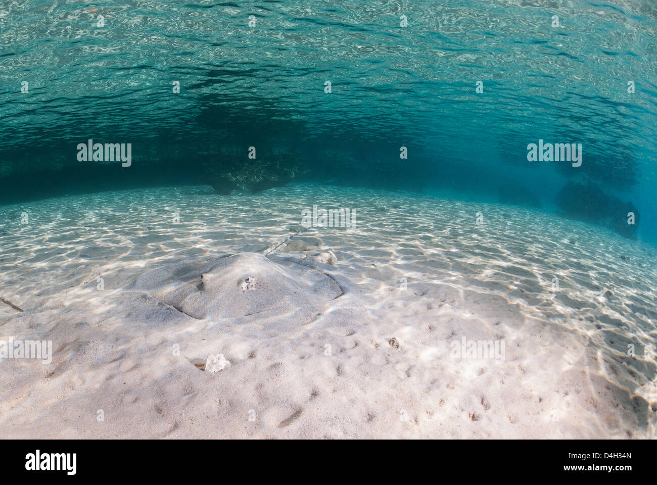 Fish eye view with honeycomb stingray, Shallow bay, Ras Mohammed National Park, Sinai, Egypt, Red Sea, Egypt, North Africa Stock Photo