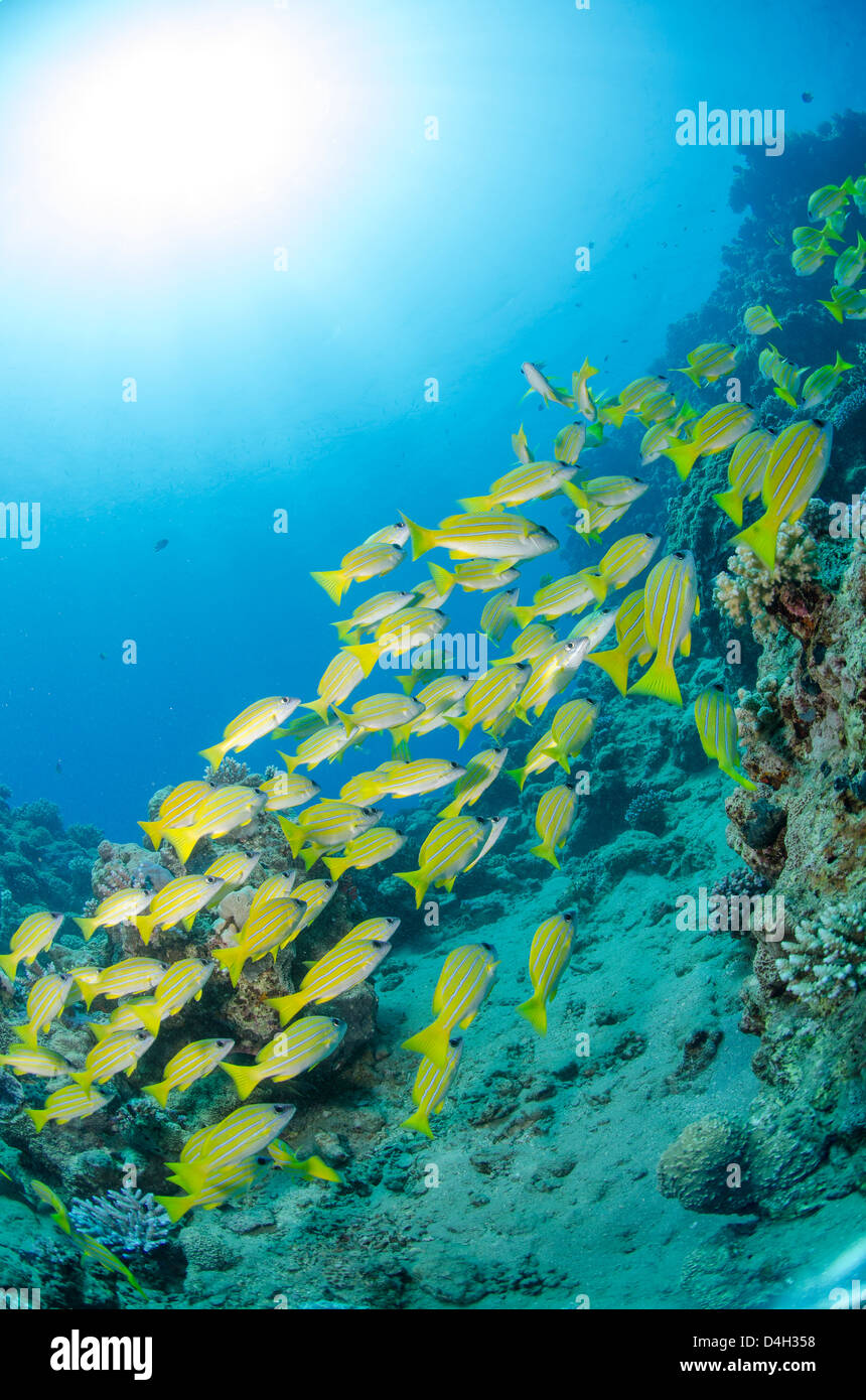 Medium shoal or school of blue striped snapper close to coral reef, Naama Bay, Sinai, Egypt, Red Sea, Egypt, North Africa Stock Photo