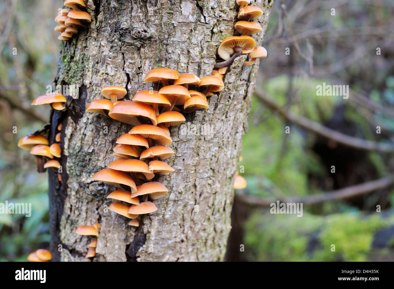 Hypholoma sublateritium brick cap toadstools on a dead Elm tree, Wales. Stock Photo