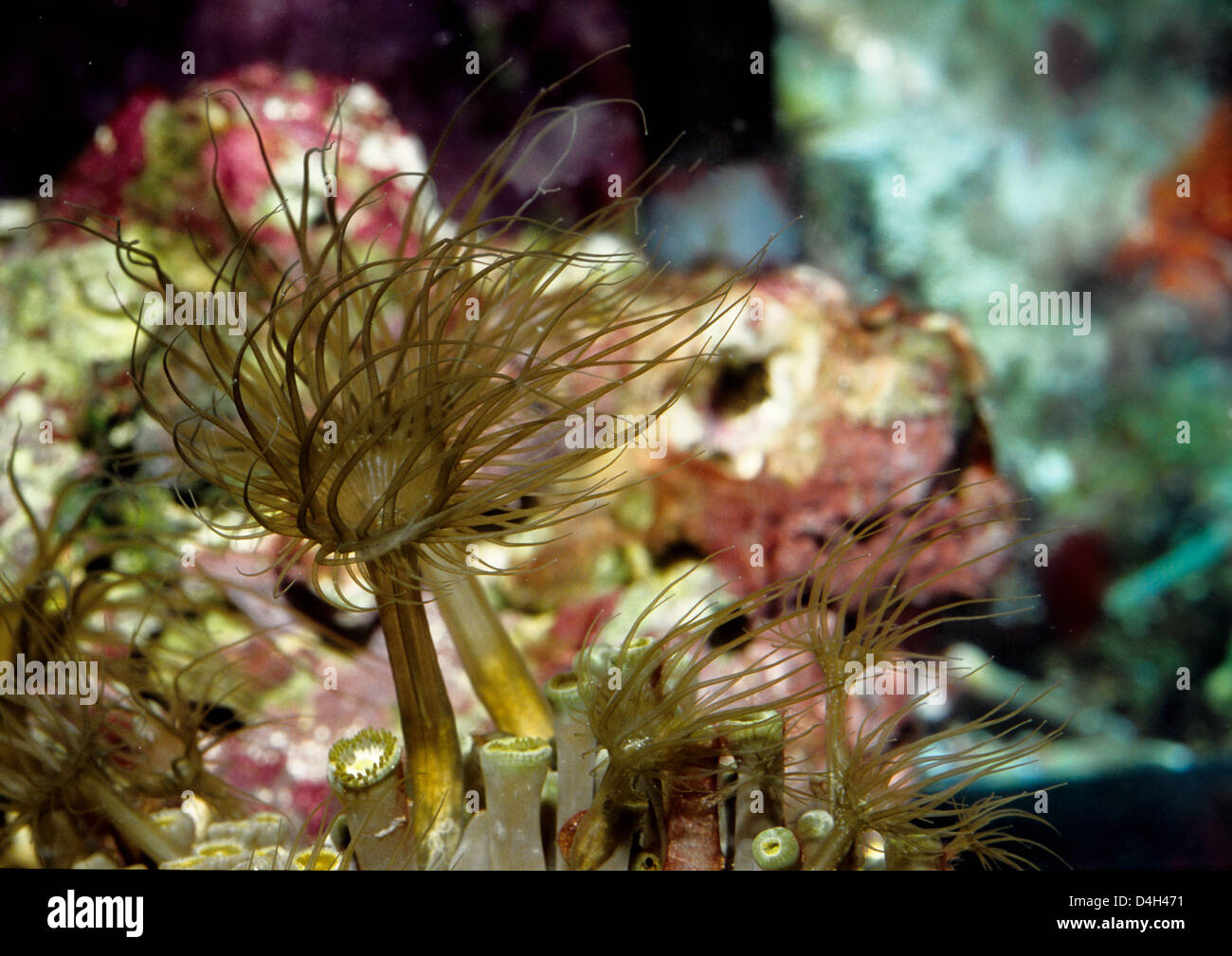 Glassrose anemones Aiptasia sp., Aiptasiidae Stock Photo