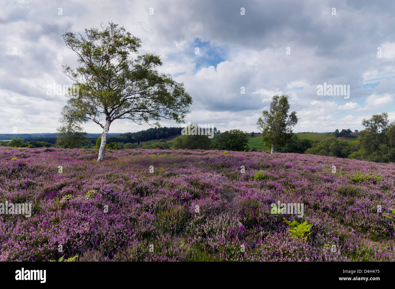 New Forest heathland Ling (Erica cinerea) - Stock Image - C041