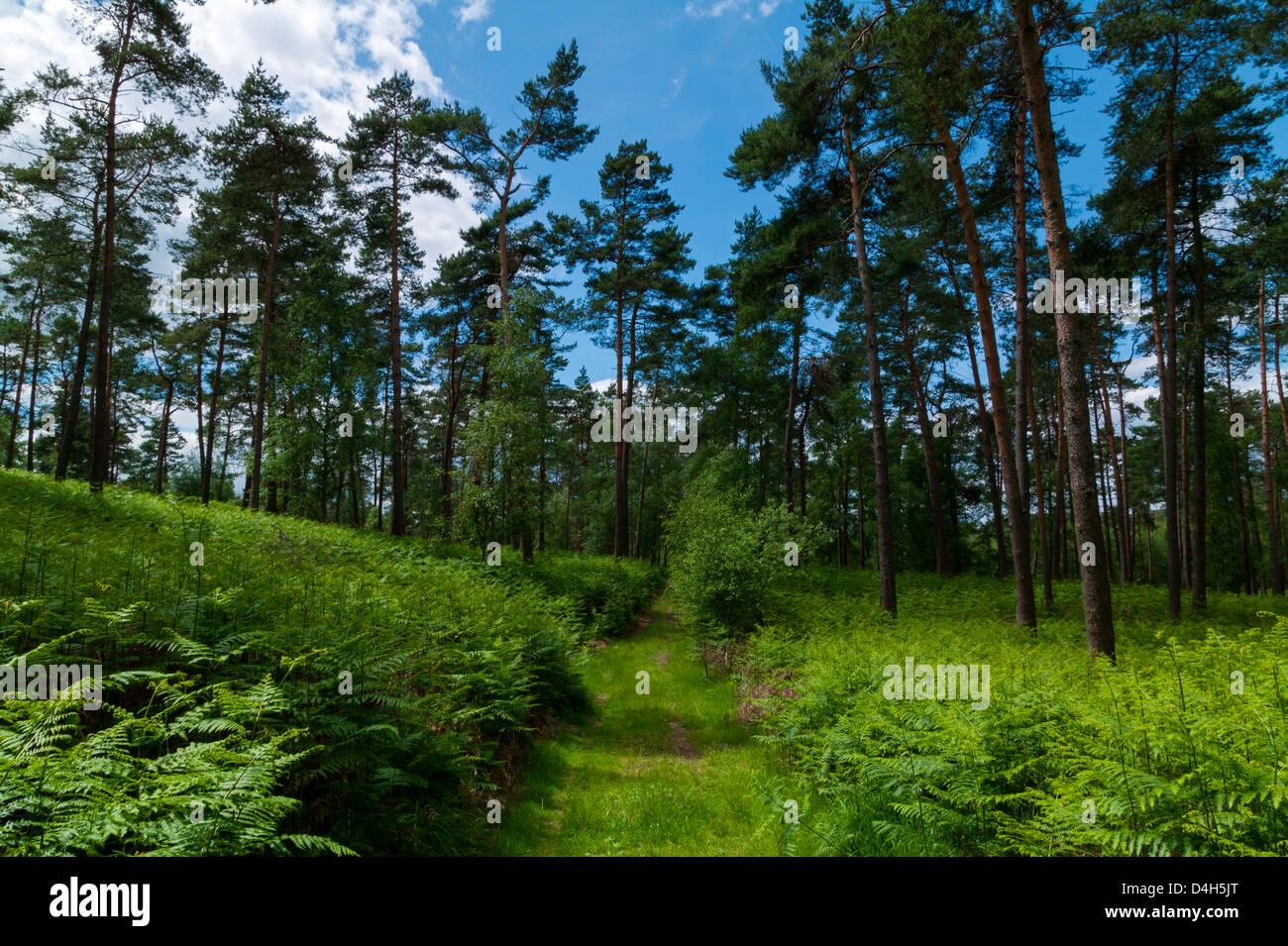 The Fontainebleau's Forest,Seine Et Marne,Ile De France,France Stock Photo