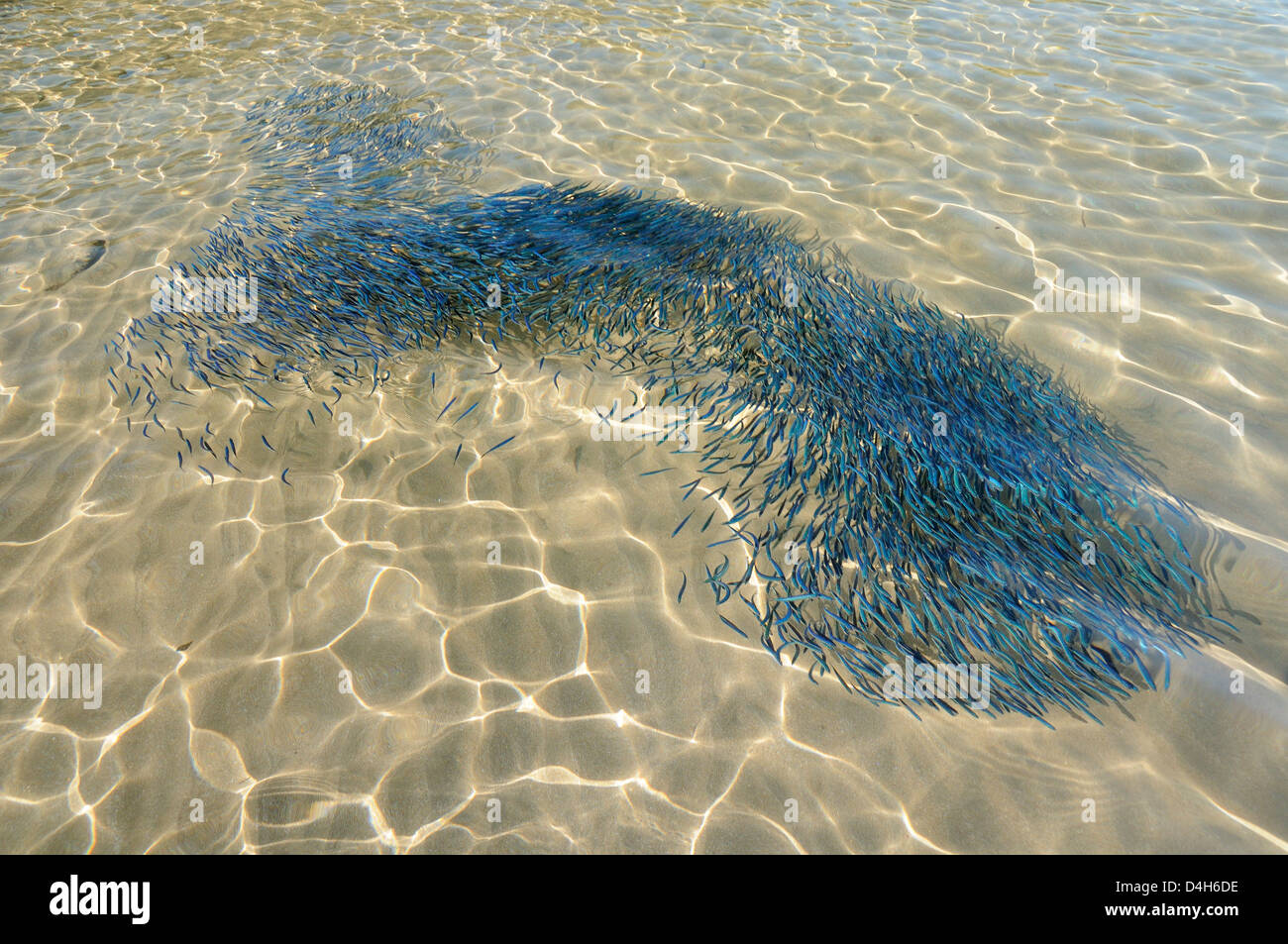 Confused shoal of young sardines swimming in a shallow bay viewed from above water, Lesbos (Lesvos), Greek Islands, Greece Stock Photo