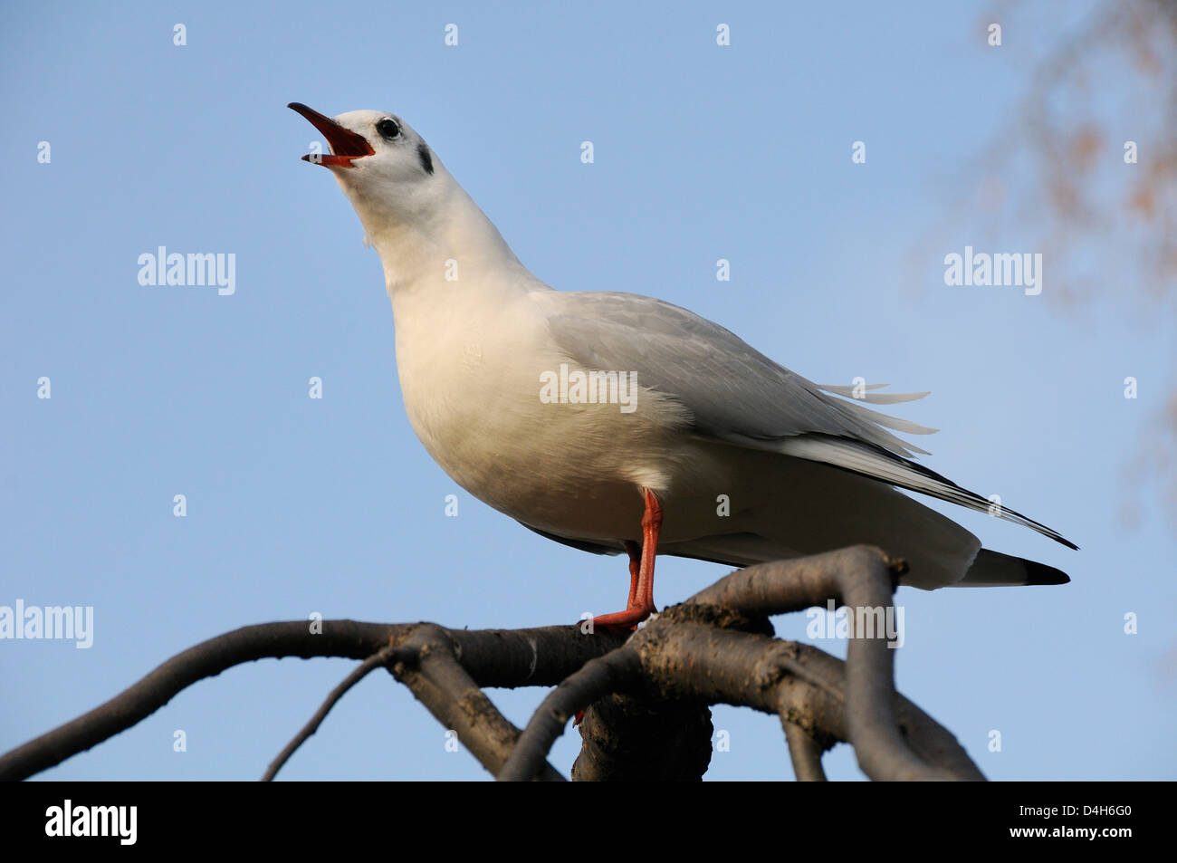 Black-headed gull (Larus ridibundus) in winter plumage calling from tree branch, St. James's Park, London, England, UK Stock Photo