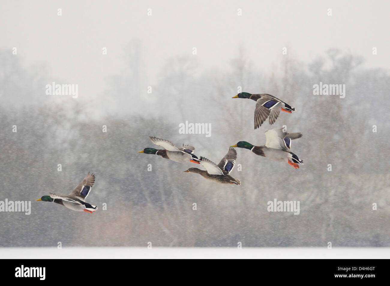 Four Mallard drakes (Anas platyrhynchos) and a duck flying over frozen lake in snowstorm, Wiltshire, England, UK Stock Photo