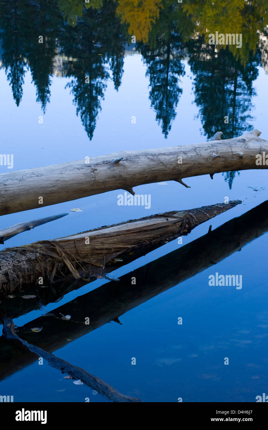 Fallen tree trucks and reflections in Merced River, Yosemite Valley, Yosemite National Park, California, early morning, November Stock Photo