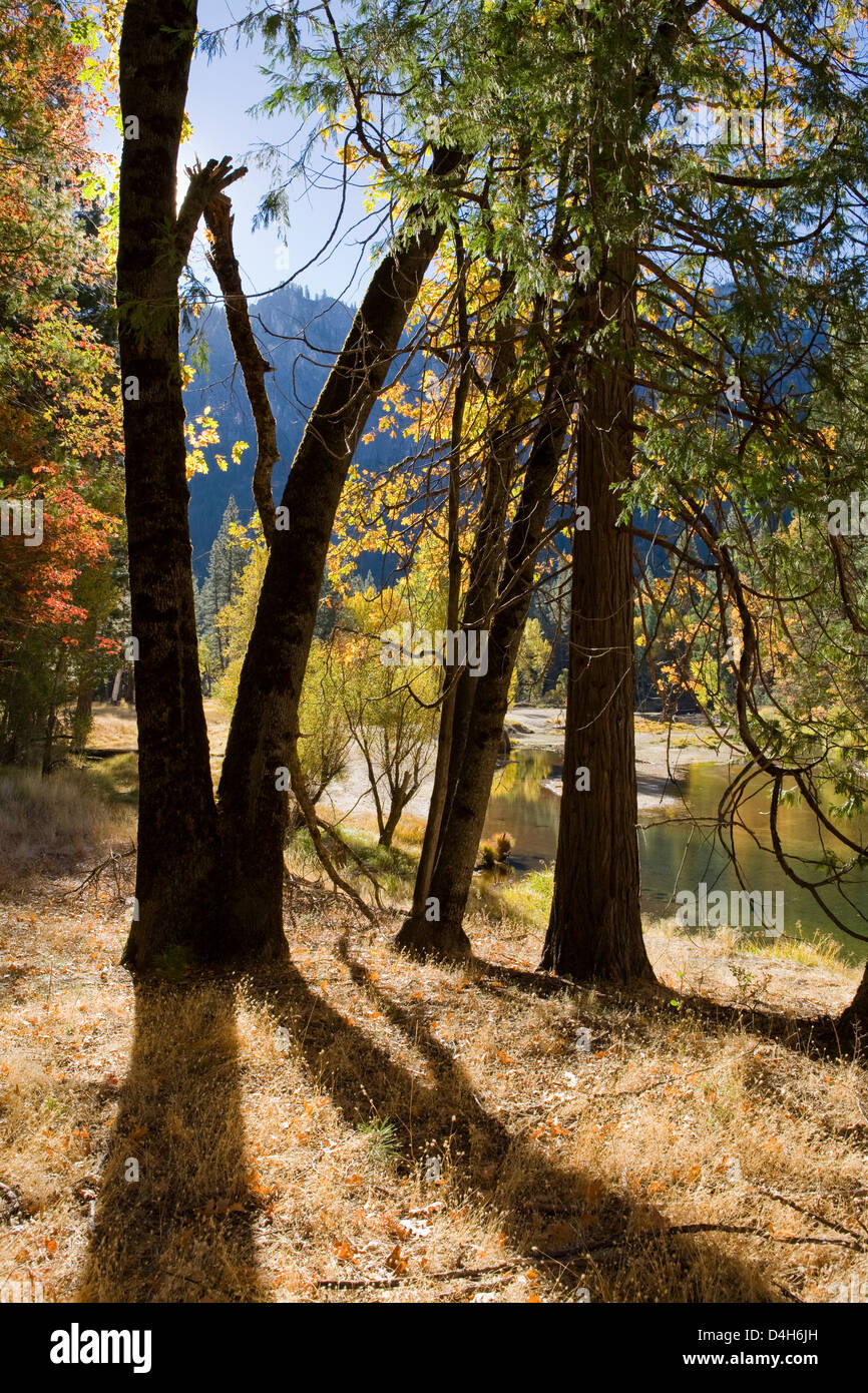 Yosemite Valley, Yosemite National Park, California, USA, black oaks