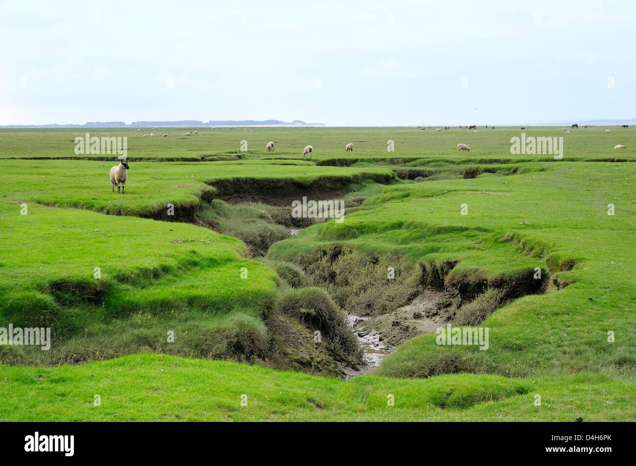 Sheep (Ovis aries) grazing Llanrhidian salt marshes by tidal creeks, The Gower Peninsula, Wales, UK Stock Photo