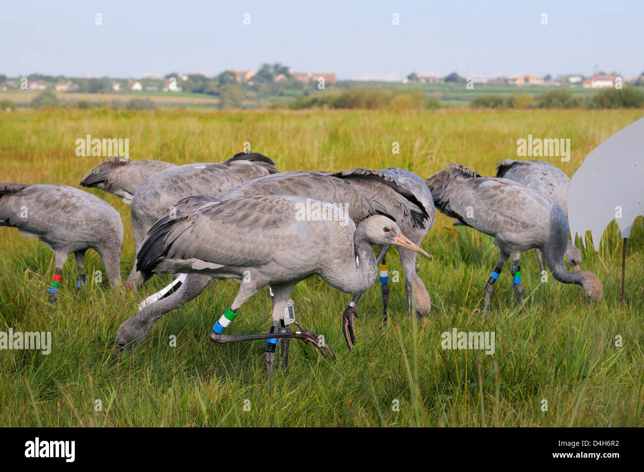 Reintroduced young common cranes foraging for grain near an adult crane model, Somerset, England