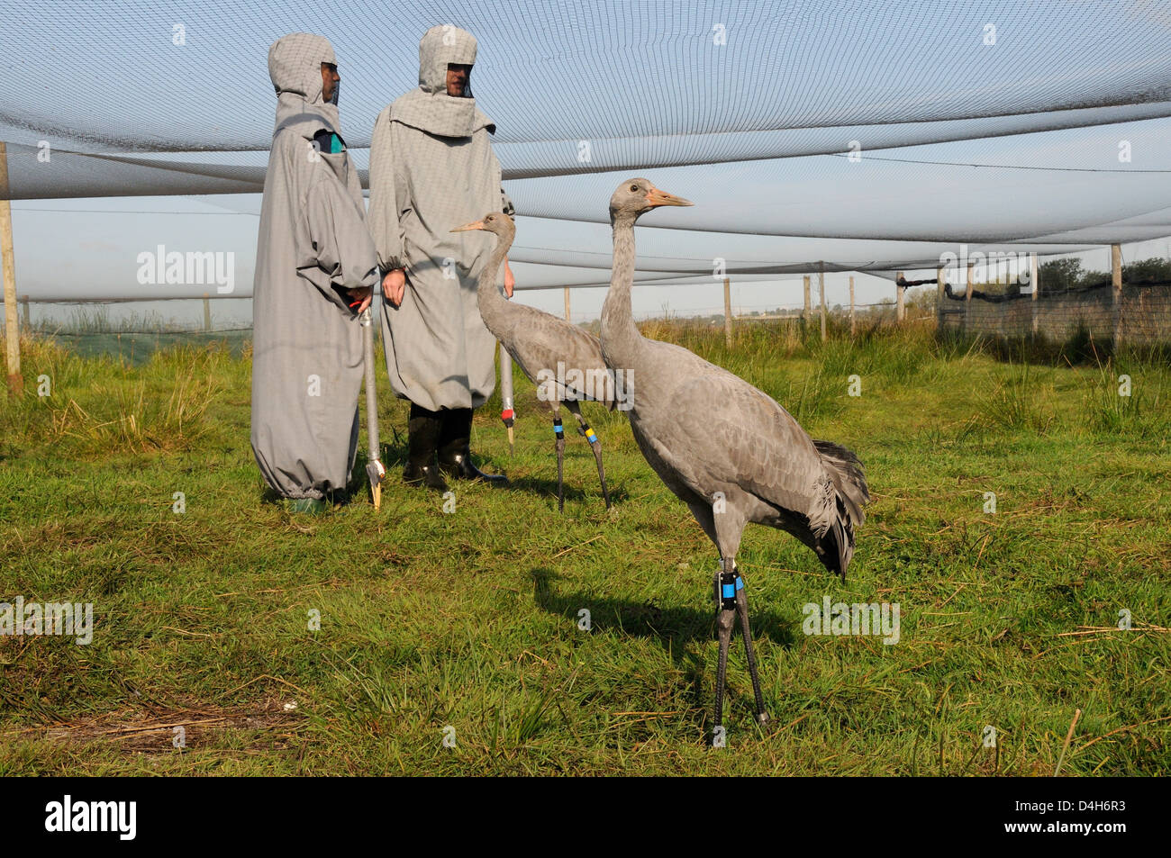Two young common cranes standing within an aviary on the Somerset Levels, Somerset, England, UK Stock Photo