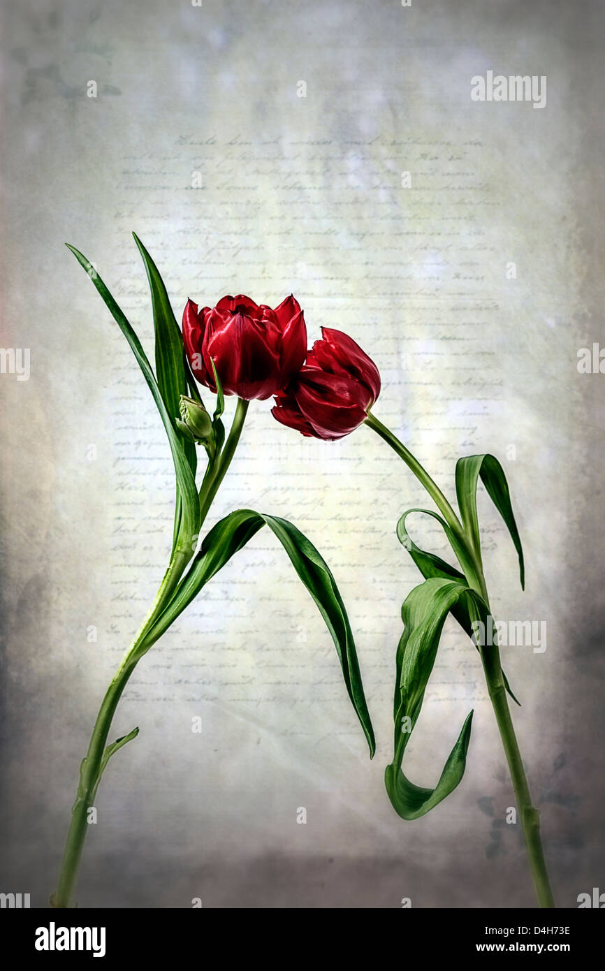 Tuple Letters two red tulips on an old letter Stock Photo - Alamy