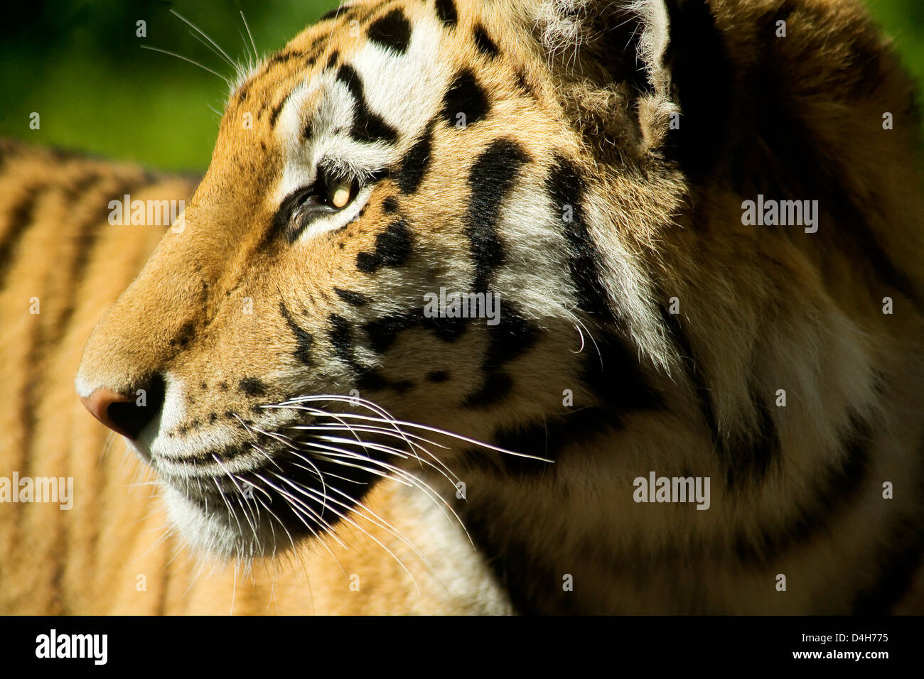 Close Up Tiger Cat's Face Stock Photo - Alamy