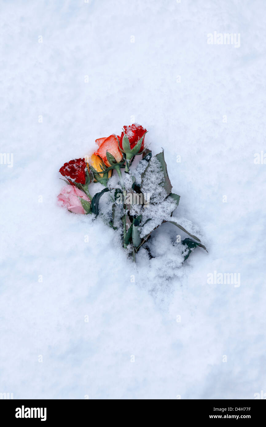 a bouquet of snow-covered roses Stock Photo