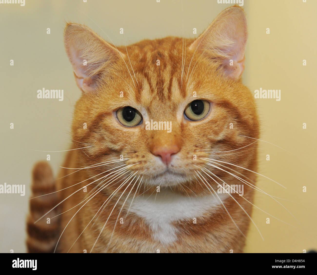 ginger cat Stock Photo