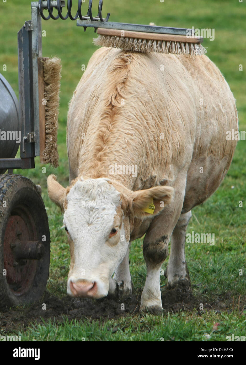 A cow scratches its spine on two brushes fixed to a water tank on a