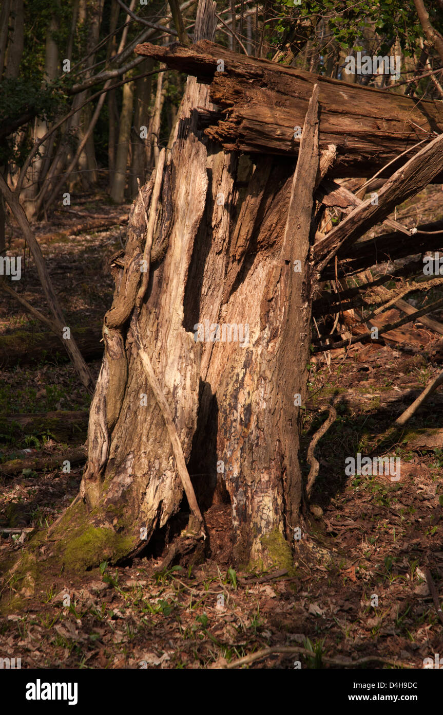 Mature Dead High Resolution Stock Photography and Images - Alamy