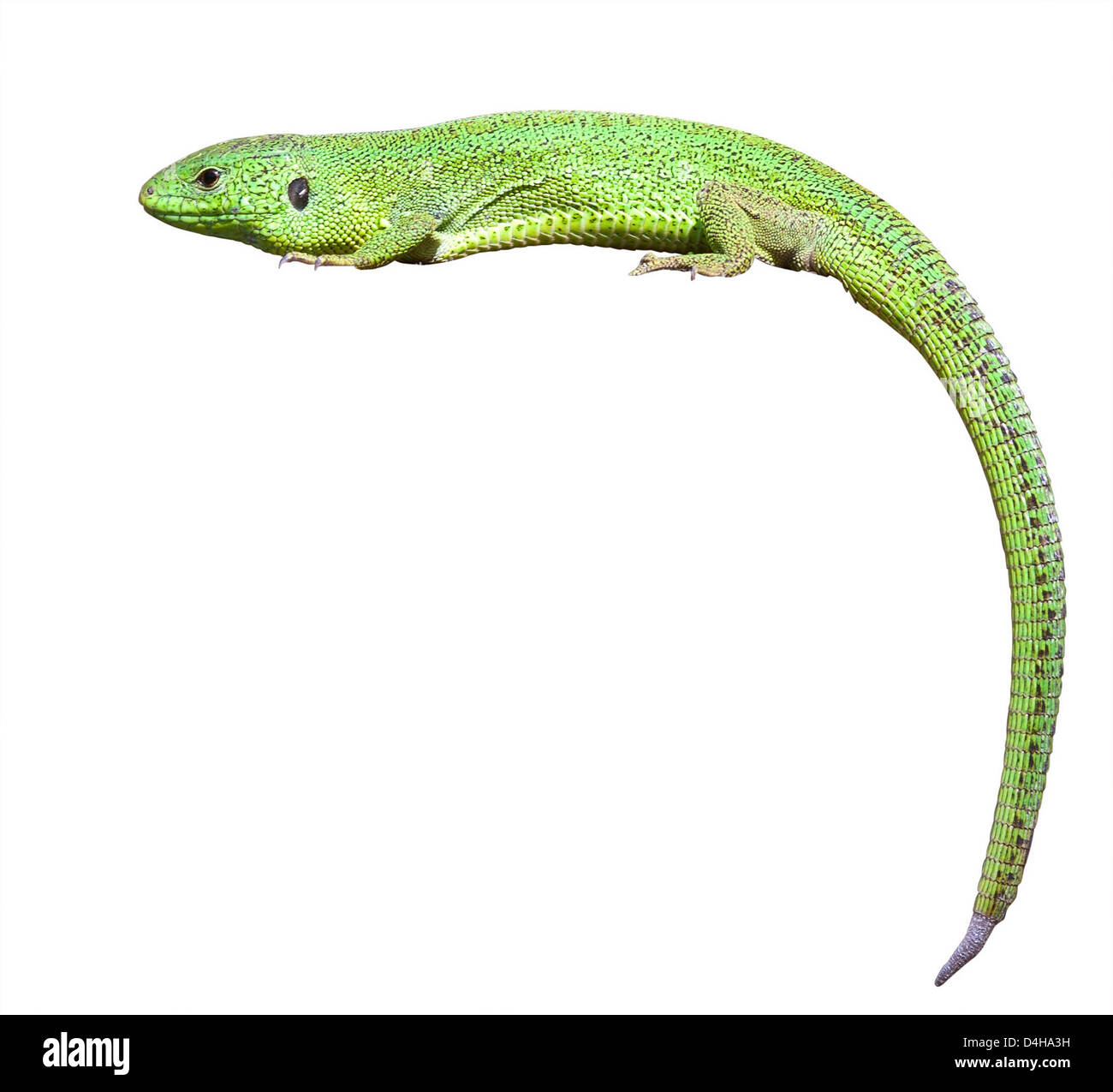 Green lizard. Isolated over white background. Stock Photo