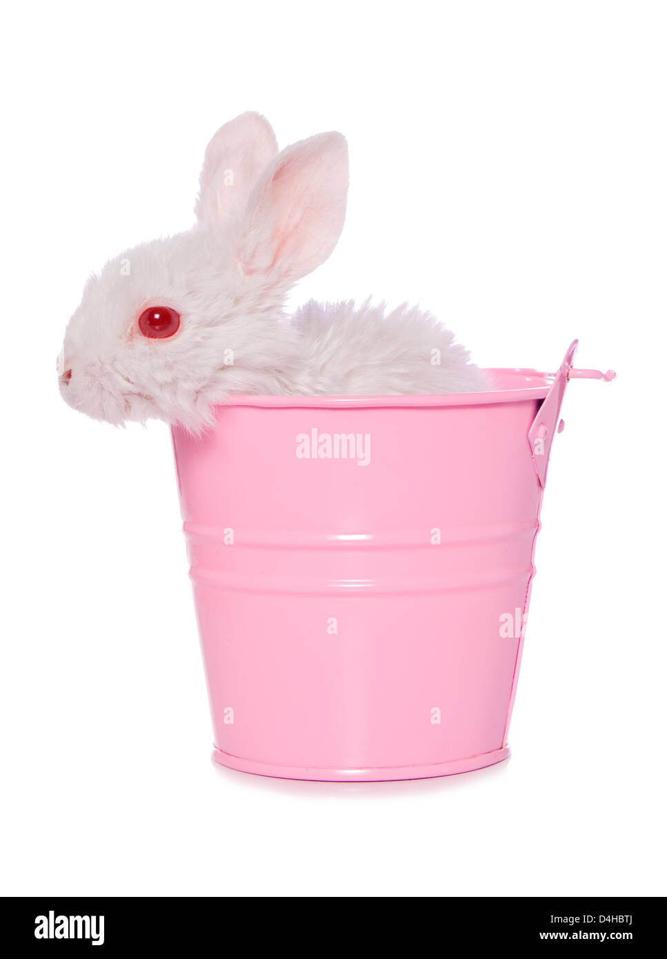 White rabbit in a pink bucket studio cutout Stock Photo
