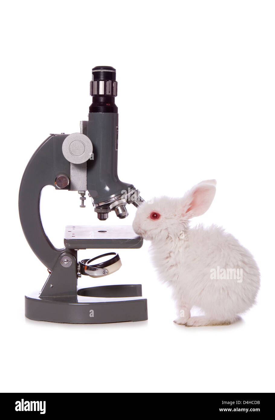 Stop testing on animals studio cutout Stock Photo