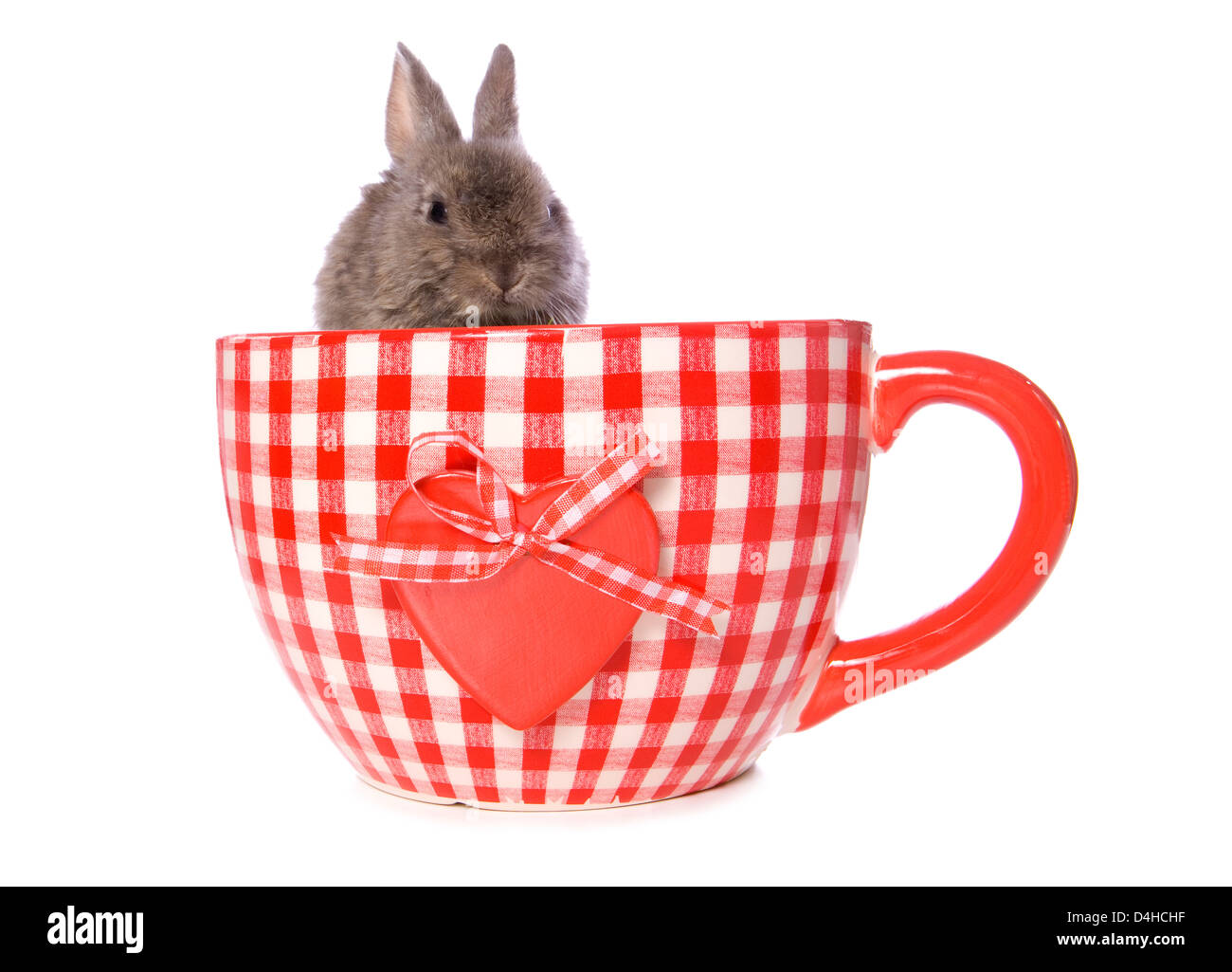 bunny rabbit in a huge tea cup studio cutout Stock Photo