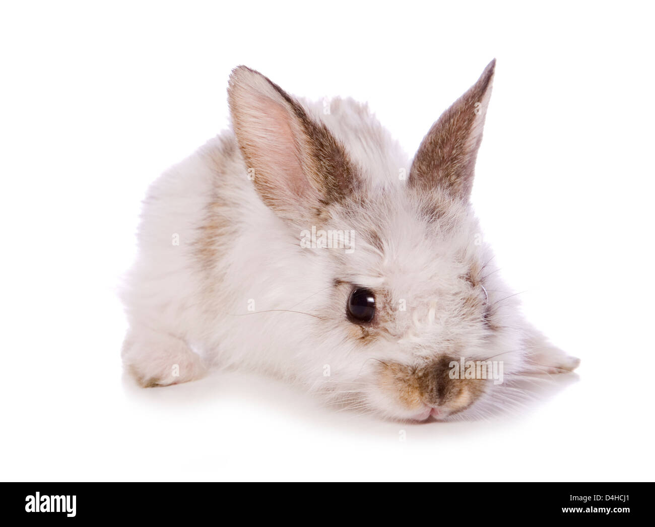 single 4 week old baby rabbit studio cutout Stock Photo