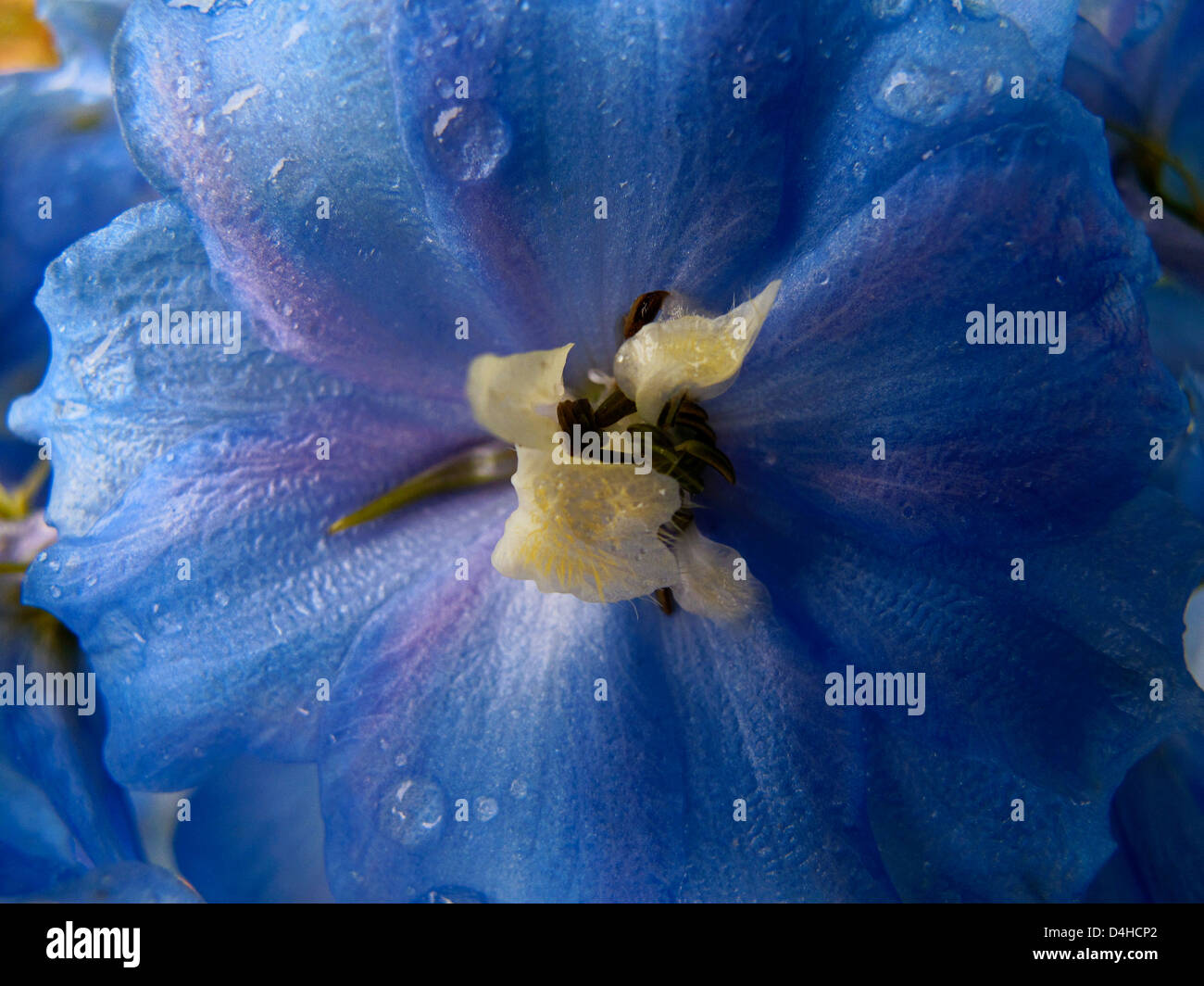 valerian blue