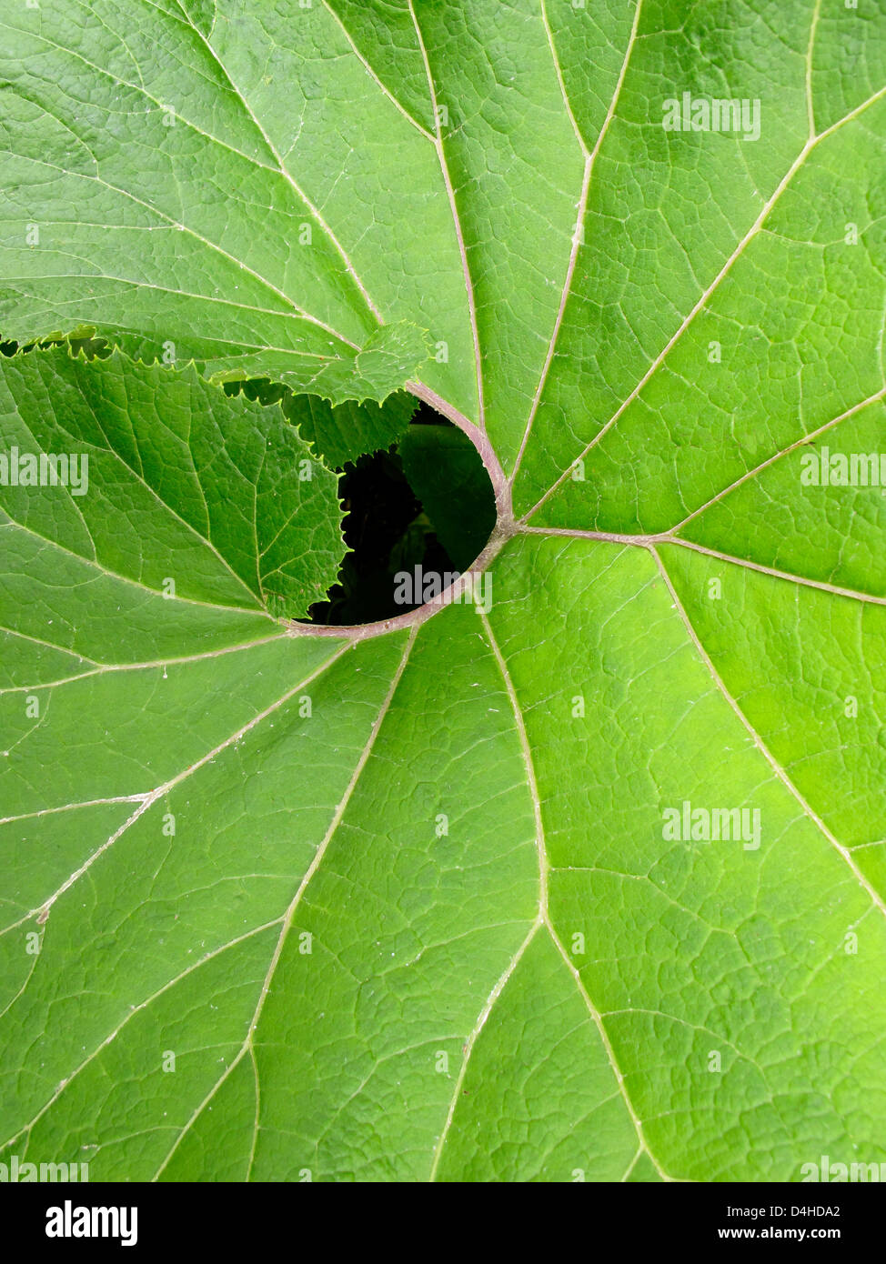 Begonia Grandis, Asia Stock Photo