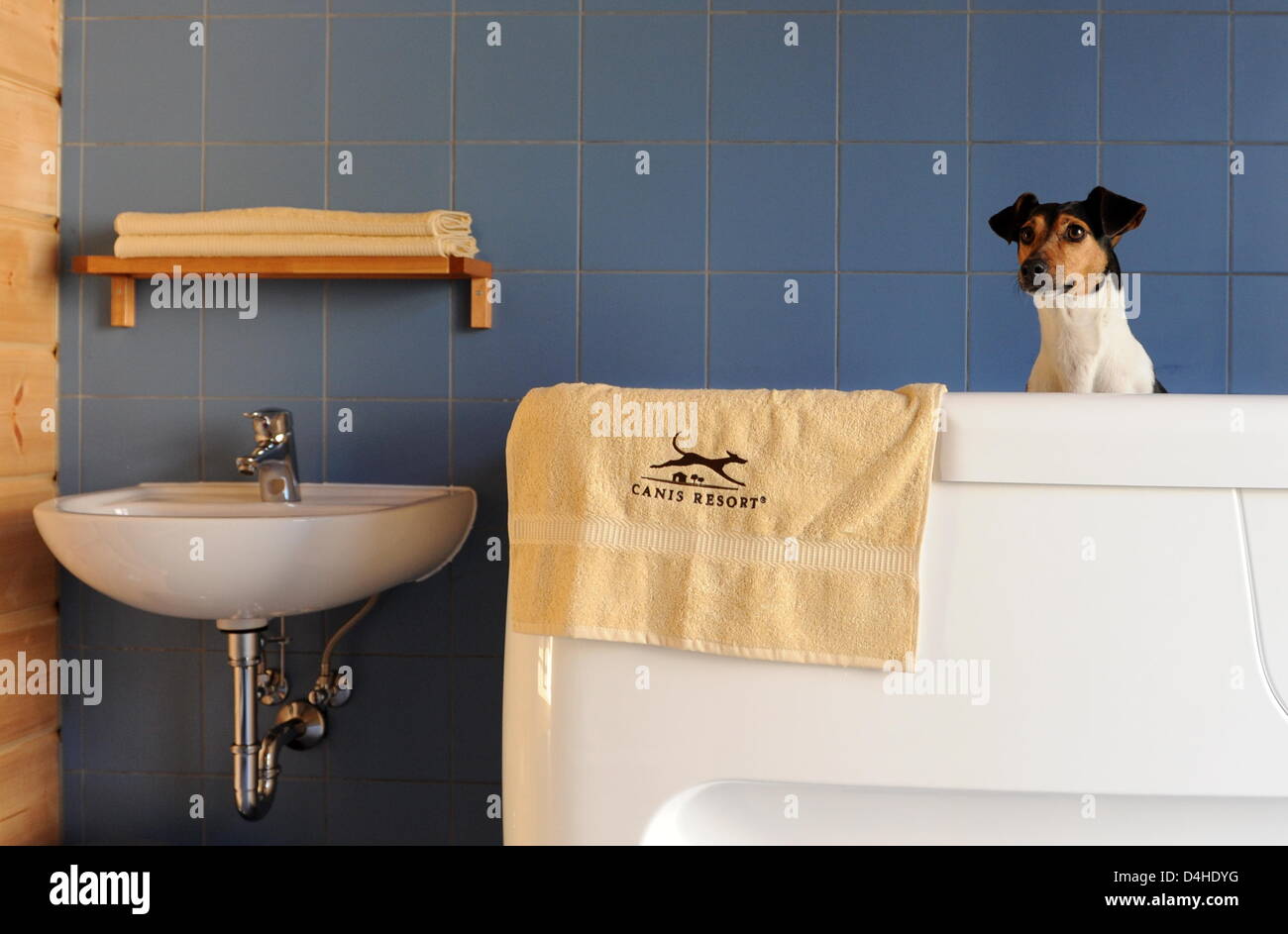Dog Abby Poses In The Luxury Dog Hotel Canis Resort In