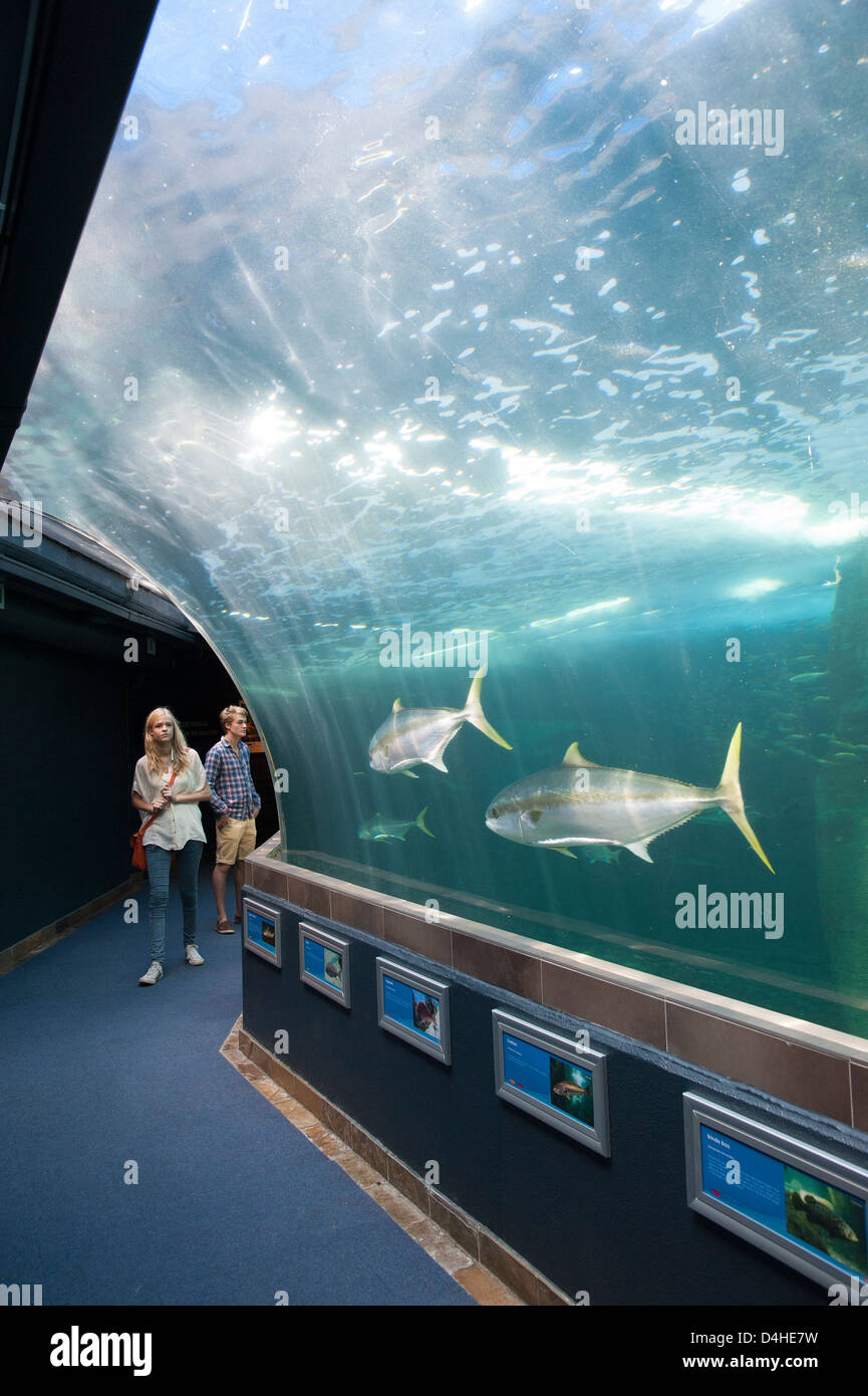 Two Oceans Aquarium V&A Waterfront Cape Town visitors watch the fish on