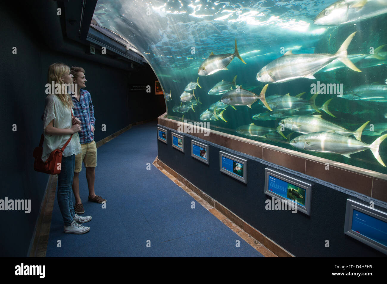 Two Oceans Aquarium V&A Waterfront Cape Town visitors watch the fish on