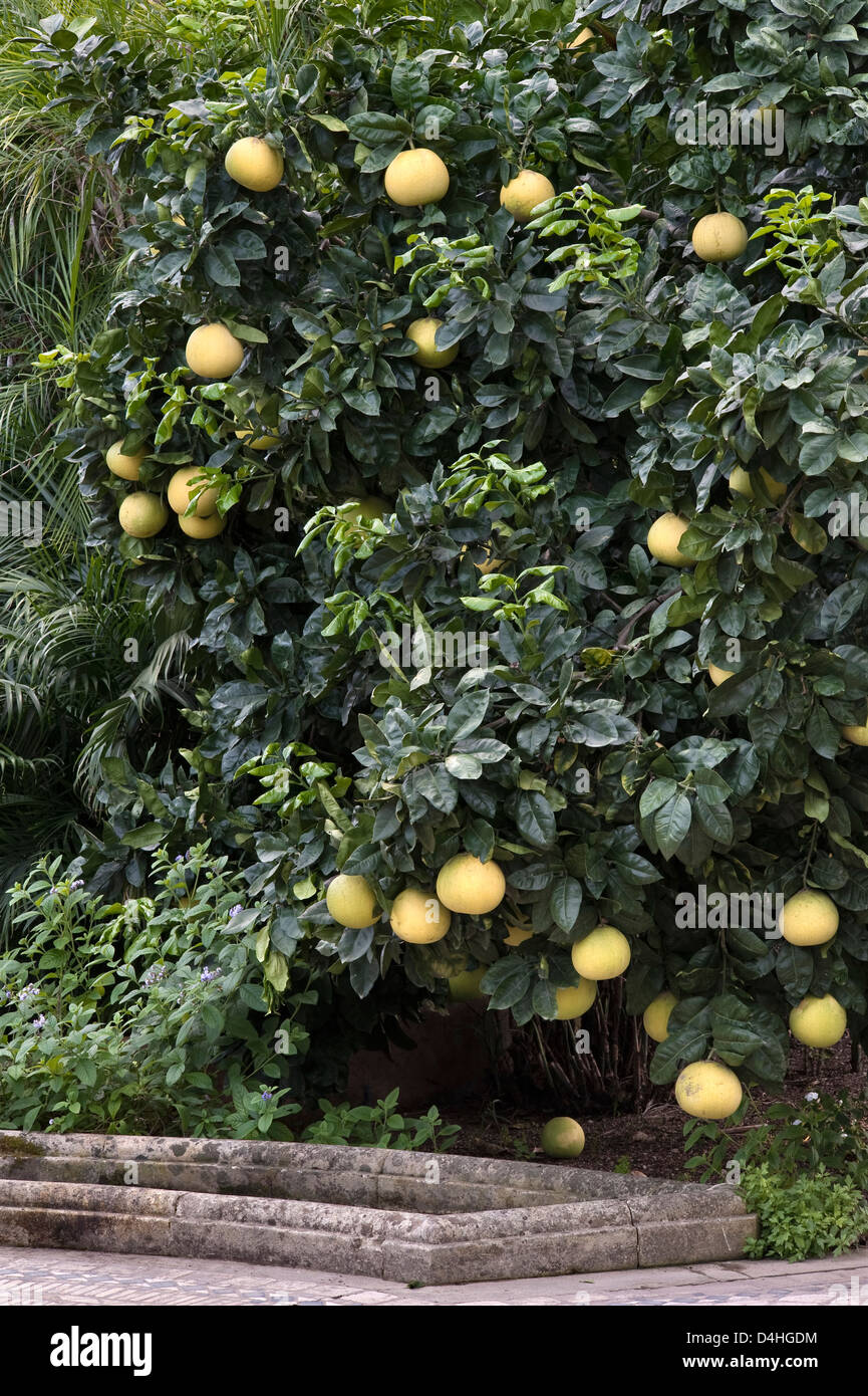 Ripe grapefruit growing in a garden in Sicily, Italy Stock Photo Alamy
