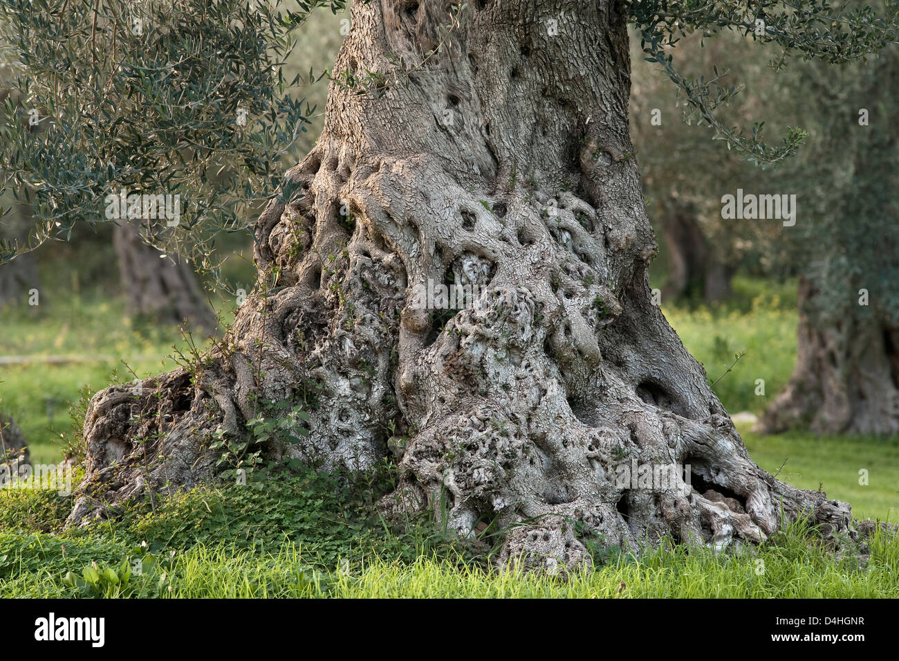 An ancient olive tree (Olea europaea) thought to have been planted 800 years ago, in an olive grove near Catania, Sicily, Italy Stock Photo