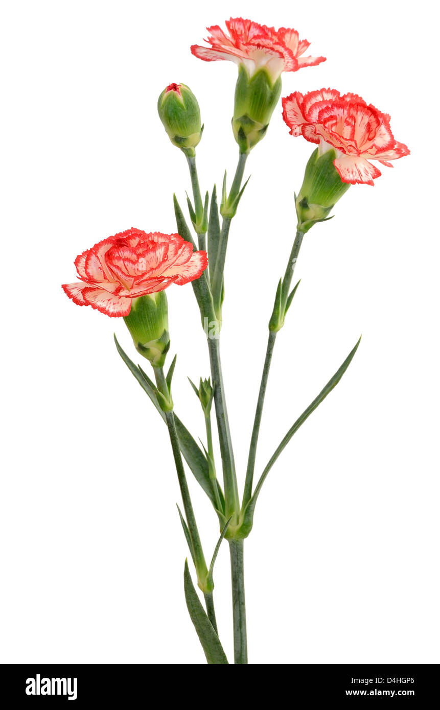 Branch of red with white carnation flower isolated on white background