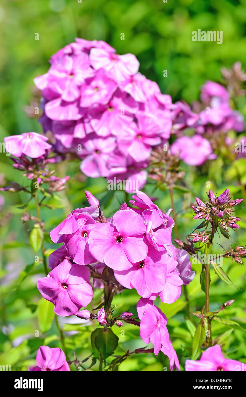 Pink phlox flowers in the garden Stock Photo - Alamy