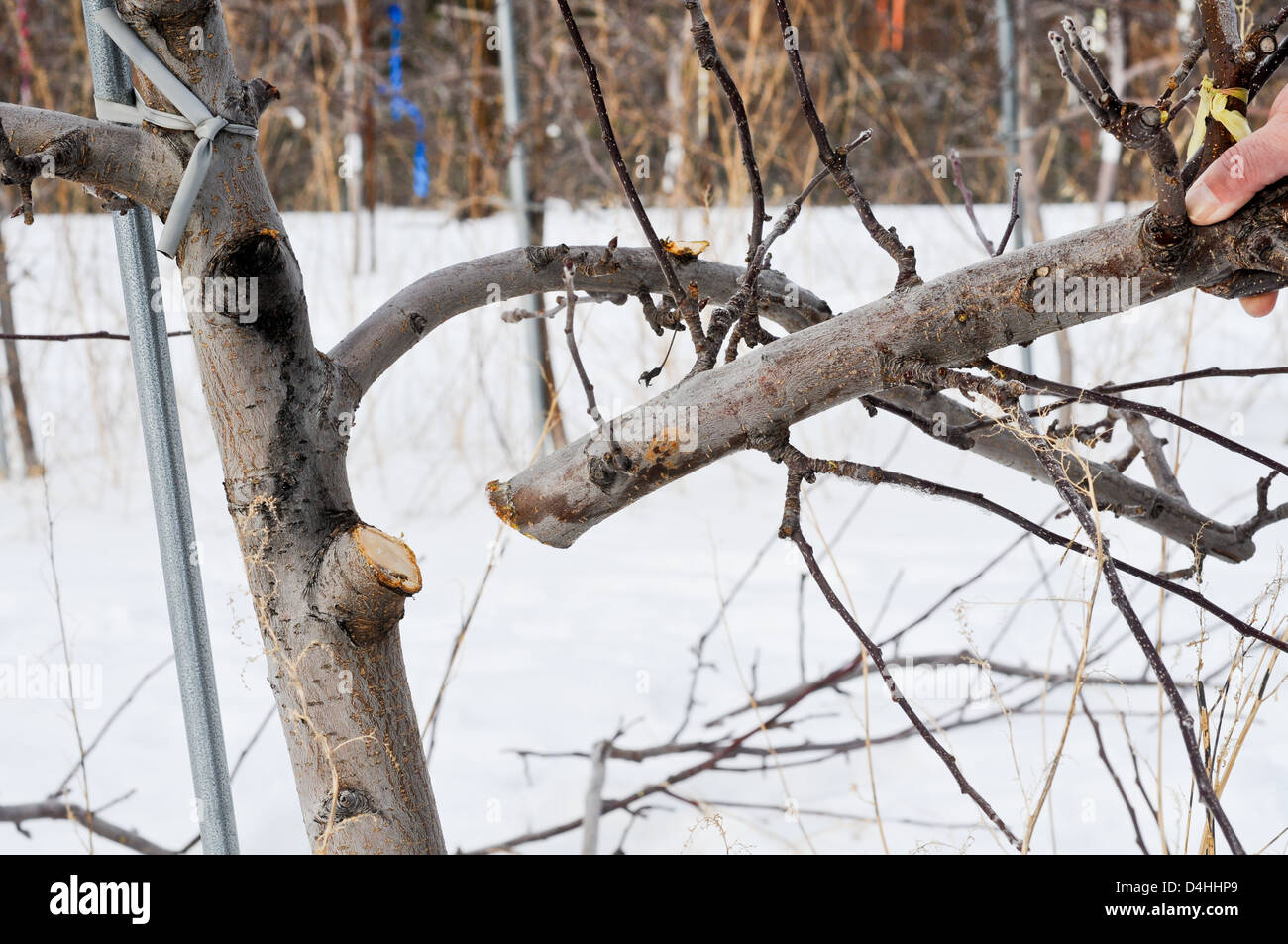 Close up of Tall Spindle Apple Tree fresh pruning cut (series of cut process 2 of 3) Stock Photo