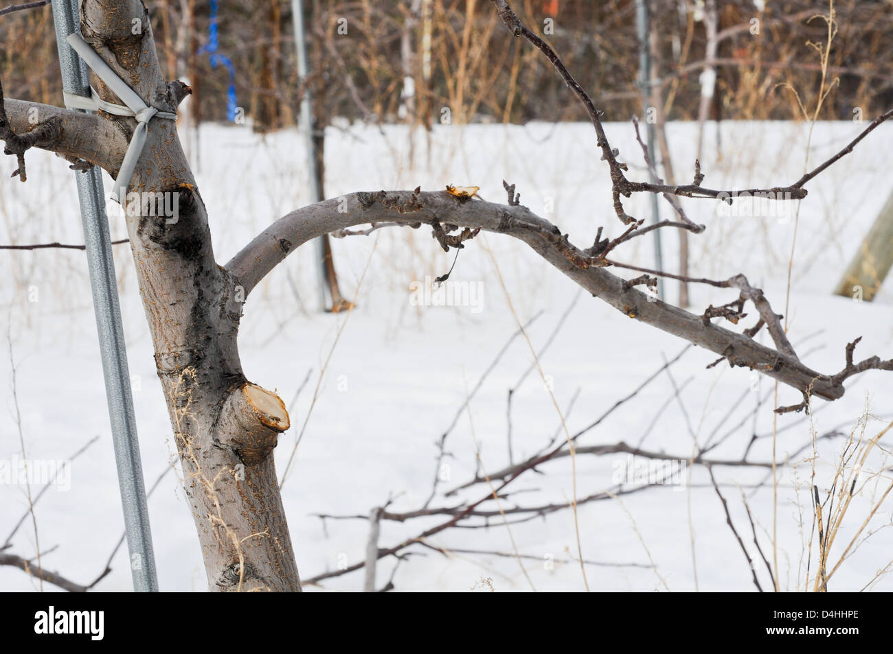 Close up of Tall Spindle Apple Tree fresh pruning cut (series of cut process 3 of 3) Stock Photo