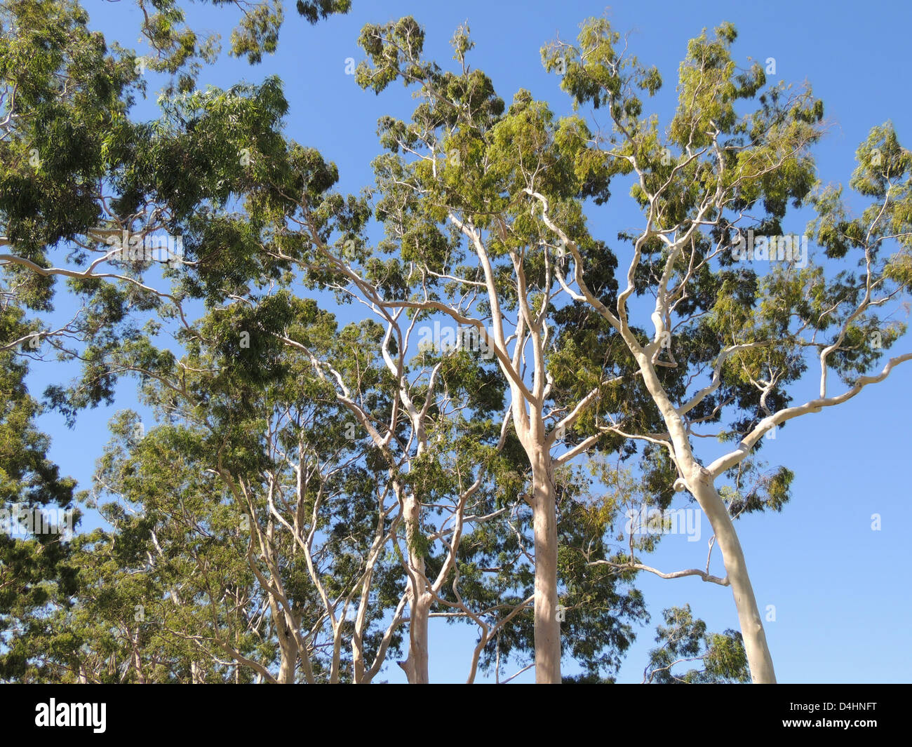 PERTH, Australia. Lemon-scented Gum trees (Corymbia citriodora) in Kings Park overlooking the city. Photo Tony Gale Stock Photo