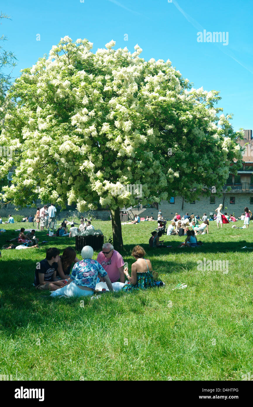 Cambridge, Picnics in the Meadow, England,May 2010. Students and tourist enjoying the summer with picnics by the river Cam. Stock Photo
